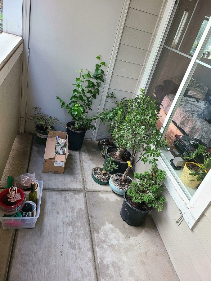 20 Loại Cây Cảnh Dễ Trồng Tại Ban Công Chung Cư Ít Nắng